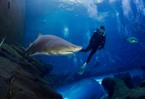 Tubarão tigre de areia e mergulhador — Fotografia de Stock