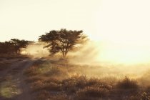 Staubige trockene Ebene und Feldweg bei Sonnenuntergang, Namibia, Afrika — Stockfoto