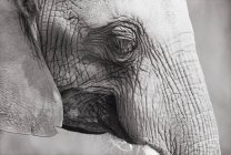Close up shot of elephant head — Stock Photo