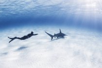 Diver swimming with Great Hammerhead shark,  underwater view — Stock Photo