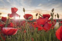Close-up view of beautiful red poppies at poppy field at sunset — Stock Photo