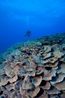 Buceador y arrecife de coral - foto de stock
