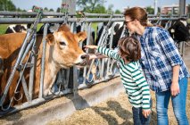 Female farmer and boy petting cow on organic dairy farm — Stock Photo