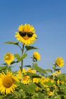Sonnenblume in Sonnenbrille auf Feld mit klarem blauen Himmel — Stockfoto