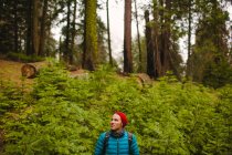 Hiker in Sequoia National Park, California, USA — Stock Photo