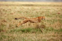 Movimento tiro de execução chita em pastagens — Fotografia de Stock