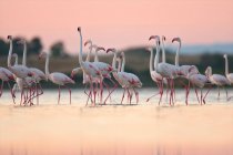 Große Flamingos, die während des Sonnenuntergangs im Wasser stehen, oristano, sardinien, italien — Stockfoto