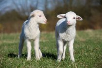 Due agnelli sul campo verde alla luce del sole — Foto stock