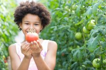 Ragazza raccogliendo pomodori freschi — Foto stock