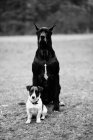 Großer und kleiner Hund im Park — Stockfoto