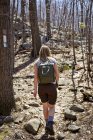 Visão traseira da mulher caminhante caminhadas na floresta, Harriman State Park, New York State, EUA — Fotografia de Stock
