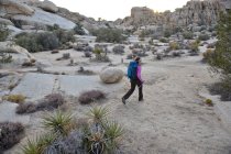Woman backpacker hikes with trekking poles in Joshua Tree National Park in the Mojave Desert of Southern California November 2012. — Stock Photo