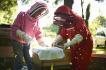 Two beekeepers lifting frame from bee hive — Stock Photo