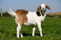 Goat kid at green field in sunlight — Stock Photo