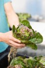 Cropped image of man holding fresh lettuce — Stock Photo