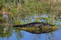 Крокодил и цапля на берегу озера — стоковое фото