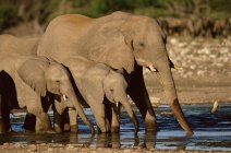 Gli elefanti africani che bevono in posto annaffiante in luce del sole lucente — Foto stock
