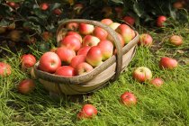 Корзина, полная яблок — стоковое фото