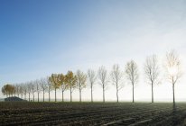 Tress in a row, Dordrey, Zuid-Holland, Нидерланды — стоковое фото