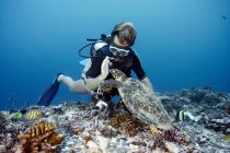 Diver swimming with hawksbill turtle — Stock Photo