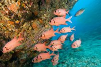 Gruppe Schwarmfische unter Wasser — Stockfoto