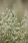 Close up shot of oat plants — Stock Photo
