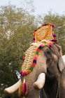 Elephant dressed for hindu carnival — Stock Photo