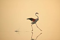 Flamingo maggiore che si muove con grazia sull'acqua — Foto stock
