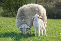 Lamm und Mutterschaf auf grünem Gras im Sonnenlicht — Stockfoto
