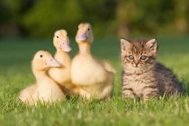 Каченята і кошеня на траві — стокове фото