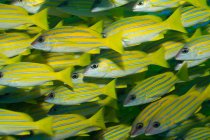 Bluelined snapper fishes — Stock Photo