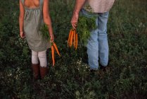 Imagen recortada de Padre e hija de pie en el campo, sosteniendo zanahorias recién recogidas - foto de stock