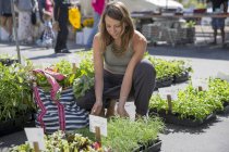 Femme au stand de fruits et légumes sélectionnant des plantes herbacées — Photo de stock