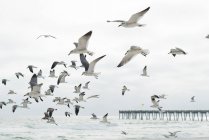 Möwenschwärme fliegen, Destin, Golf von Mexiko, USA — Stockfoto
