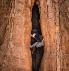 Junge klettert Baum, Sequoia Nationalpark, Kalifornien, USA — Stockfoto