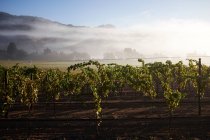 Beautiful view of the vineyard — Stock Photo