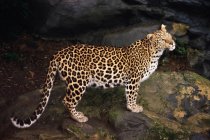 Леопард, стоящий на камнях — стоковое фото