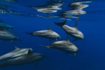Delfines nadando en el mar - foto de stock