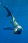 Blue shark eating under water — Stock Photo