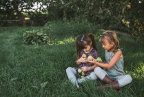 Дві молоді дівчата збирають яблука на фермі — стокове фото