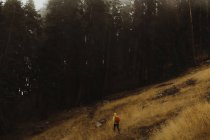 Visão traseira do caminhante masculino caminhando em direção à floresta, Mineral King, Sequoia National Park, Califórnia, EUA — Fotografia de Stock