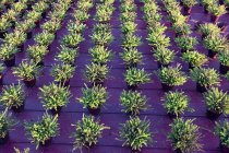 Heidekrautpflanzen wachsen in Reihen — Stockfoto