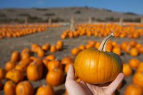 Hand holding pumpkin at crop field — Stock Photo