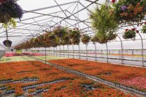 Steel framed commercial greenhouse with rows of orange Petunias and red Pelargonium - Geraniums in hanging baskets plus red, white, red and pink flowering Begonia plants being grown in containers for sale to distributors and the public in spring, Que — Stock Photo