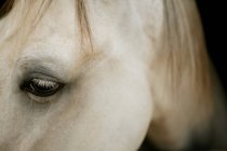 Cabeza de caballo con ojos mirando hacia abajo - foto de stock