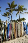 Row of surfboards on sandy beach with tall palms — Stock Photo