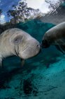 Sea manatees floating under water — Stock Photo