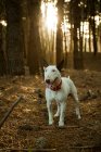 Собака-бультерьер в лесу с подсветкой — стоковое фото