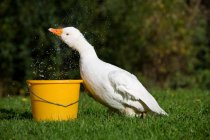 Goose splashing water out of bucket in sunlight — Stock Photo