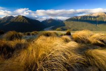 Высокая трава с горами — стоковое фото